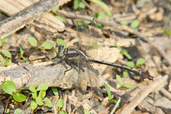 Gomphurus septima