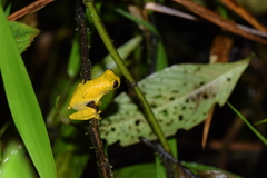 Dendropsophus minutus