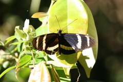 Heliconius pachinus