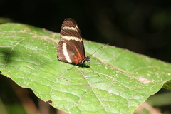 Heliconius pachinus