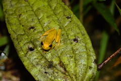Dendropsophus minutus