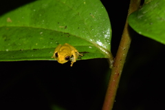 Dendropsophus minutus