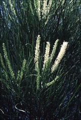 Grevillea candelabroides