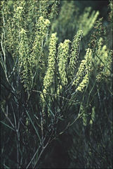Grevillea didymobotrya