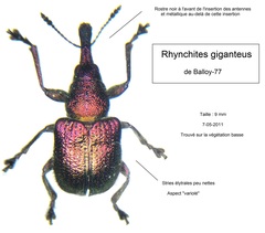 Rhynchites giganteus