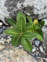 Embothrium coccineum