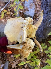 Gymnopilus subspectabilis