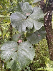 Coccoloba pubescens