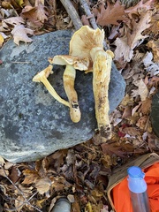 Gymnopilus subspectabilis