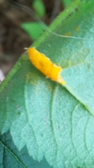 Phragmidium mucronatum