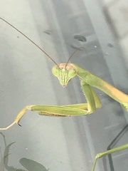 Tenodera