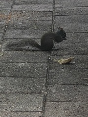 Sciurus carolinensis
