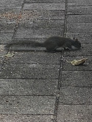 Sciurus carolinensis