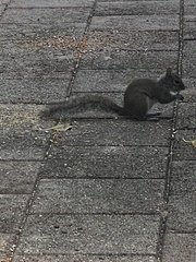 Sciurus carolinensis