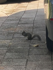 Sciurus carolinensis