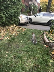 Sciurus carolinensis