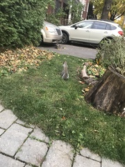 Sciurus carolinensis