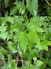 Selaginella plana