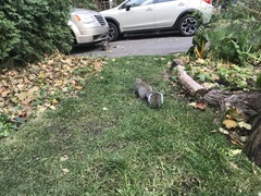 Sciurus carolinensis