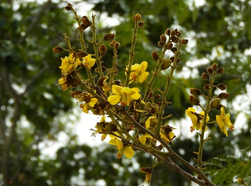 Image of Cenostigma eriostachys by (c) Francisco Farriols Sarabia, some rights reserved (CC BY)