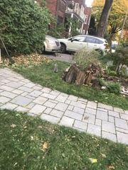 Sciurus carolinensis