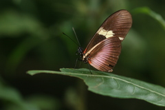 Heliconius clysonymus montanus