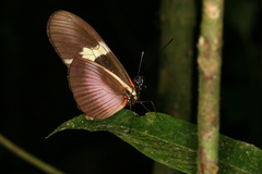 Heliconius clysonymus montanus