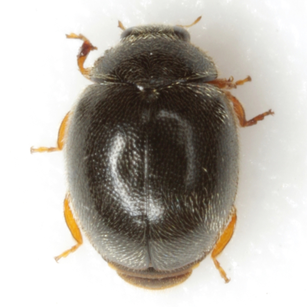 Darkling Lady Beetle