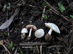 Volvariella murinella