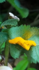 Phragmidium mucronatum