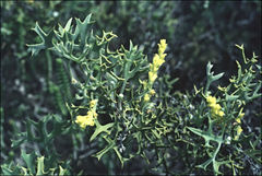 Synaphea spinulosa