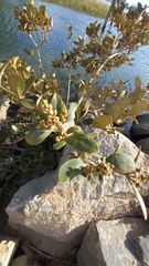 Avicennia schaueriana