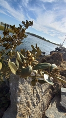 Avicennia schaueriana