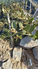 Avicennia schaueriana