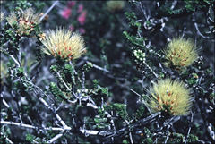 Melaleuca aestiva