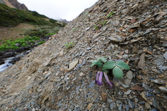 Corydalis benecincta