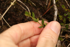 Gonocarpus oreophilus