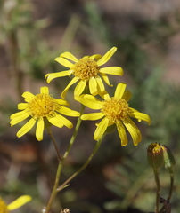 Senecio melanopotamicus