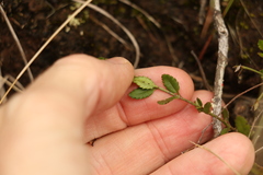 Gonocarpus oreophilus