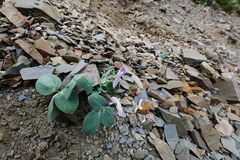 Corydalis benecincta