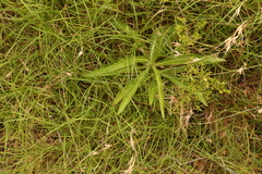 Picris angustifolia