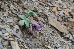 Corydalis benecincta