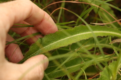 Picris angustifolia