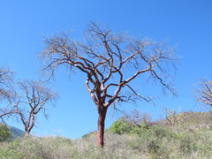 Bursera morelensis