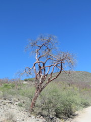 Bursera morelensis