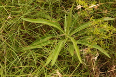Picris angustifolia