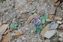 Corydalis benecincta