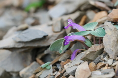 Corydalis benecincta