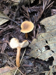 Lactarius occidentalis