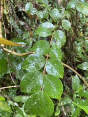 Eugenia biflora